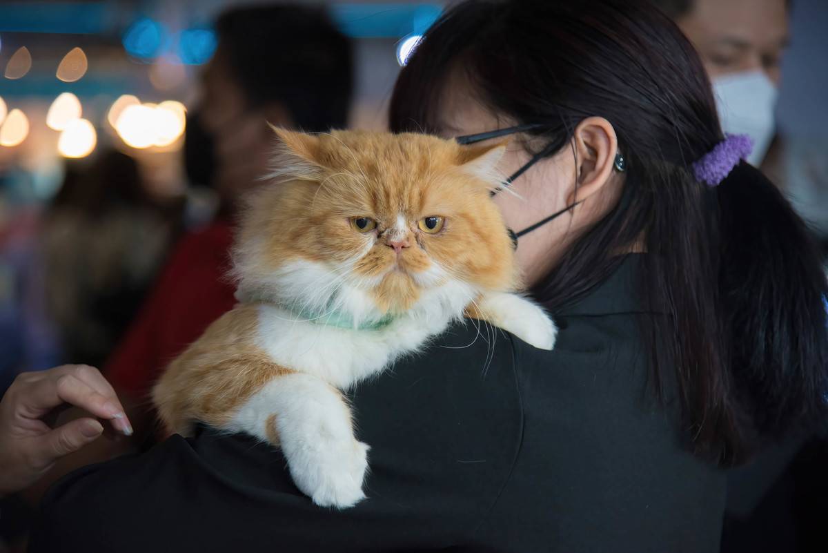 A woman carries her cat during the Pet Expo Thailand...