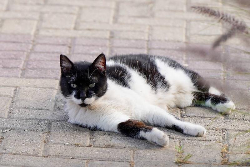 Daily Life In Athens