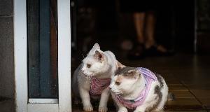 The True Reason Why Your Cat Sticks Its Behind In Your Face (Weird Cat Habits, Explained)