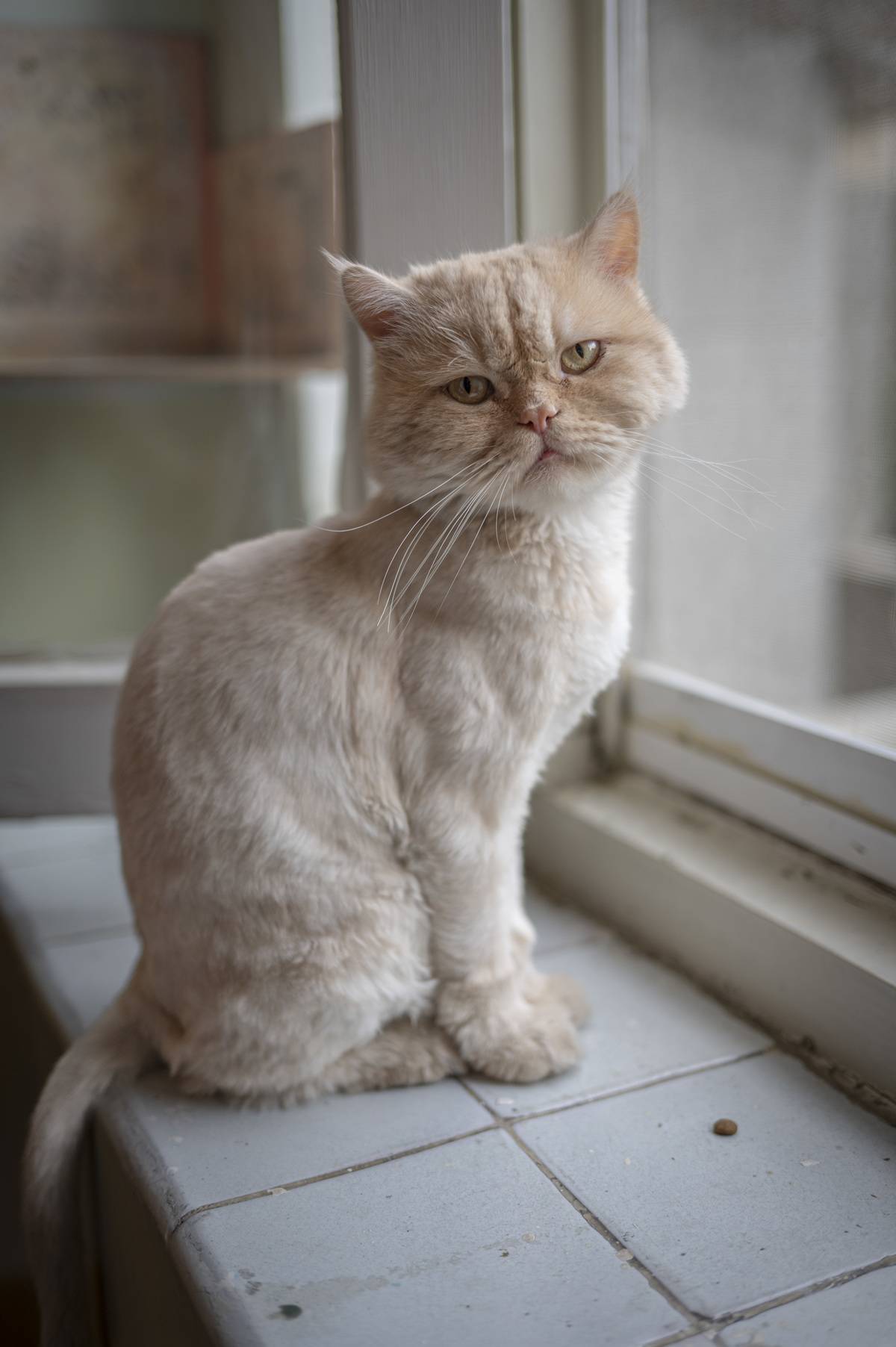 Museum of Persian cats in Tehran