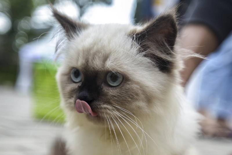 Rabies vaccine for pet in Jakarta