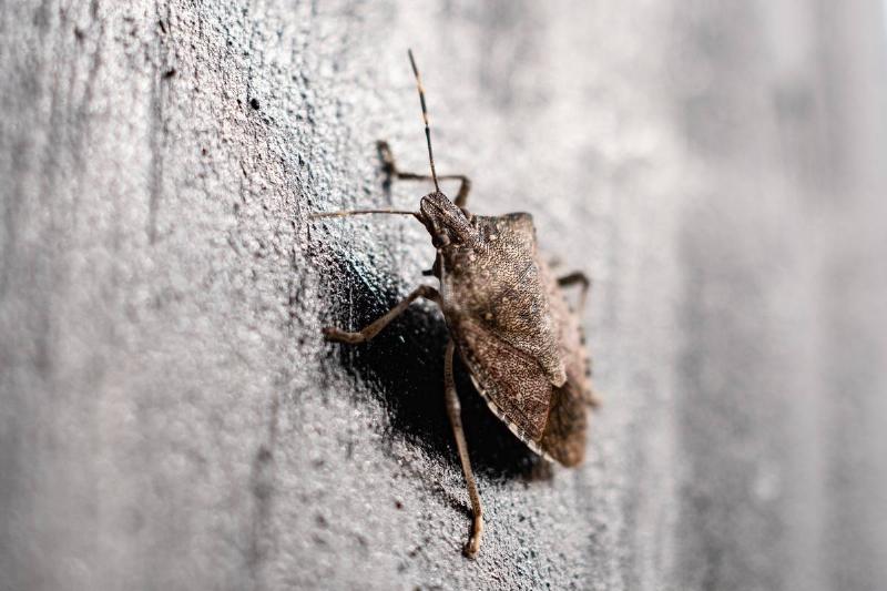 Stink Bug In Germany