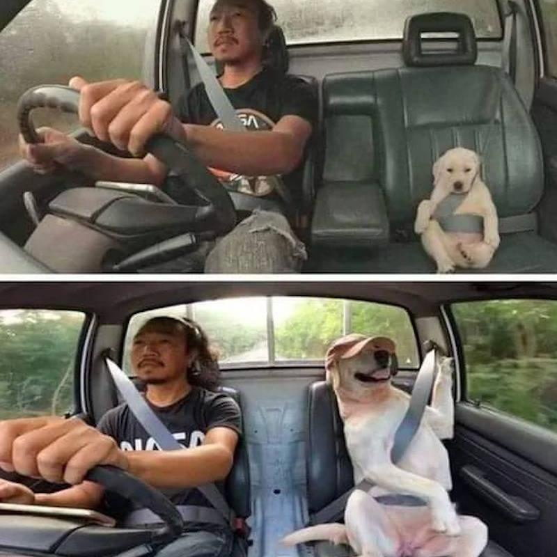 Man and puppy and man and dog in car photo 