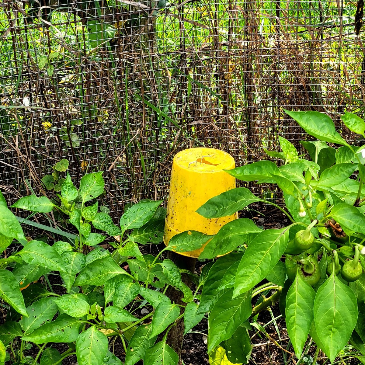 cracked dirty yellow cup upside down in garden