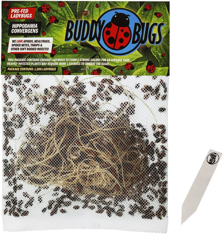 bag of pre-fed lady bugs purchased online