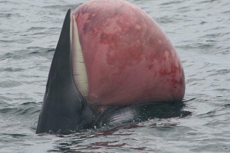 dead whale with a giant bloated tongue protruding out of its mouth