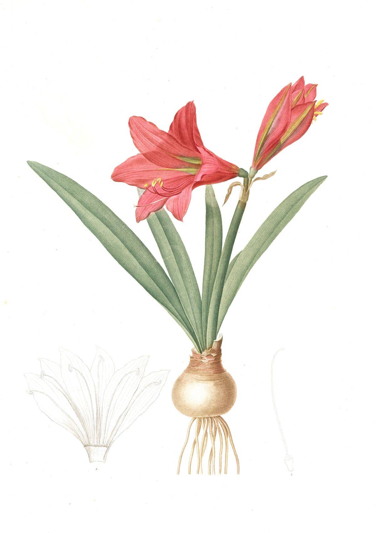 Amaryllis reginae