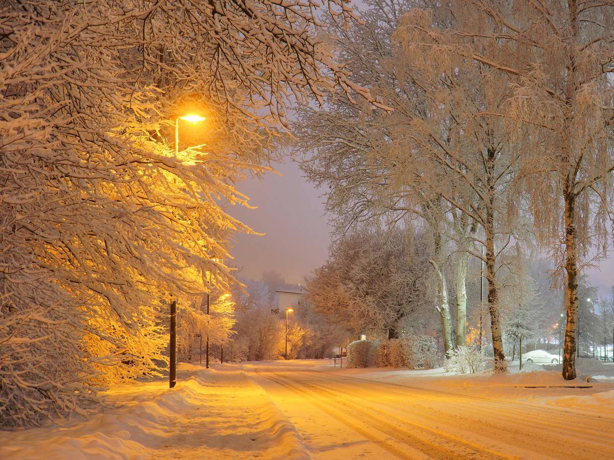 trees by the side of the road after being covered in snow