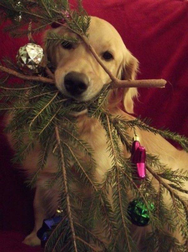 30 Dog Christmas E-Cards To Share With Your Friends And Family - DogTime