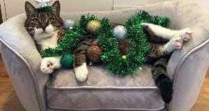 Funny Animals Who Are Full Of Holiday Spirit