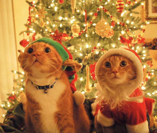 Cats Who Definitely Don't Want To Destroy Your Tree