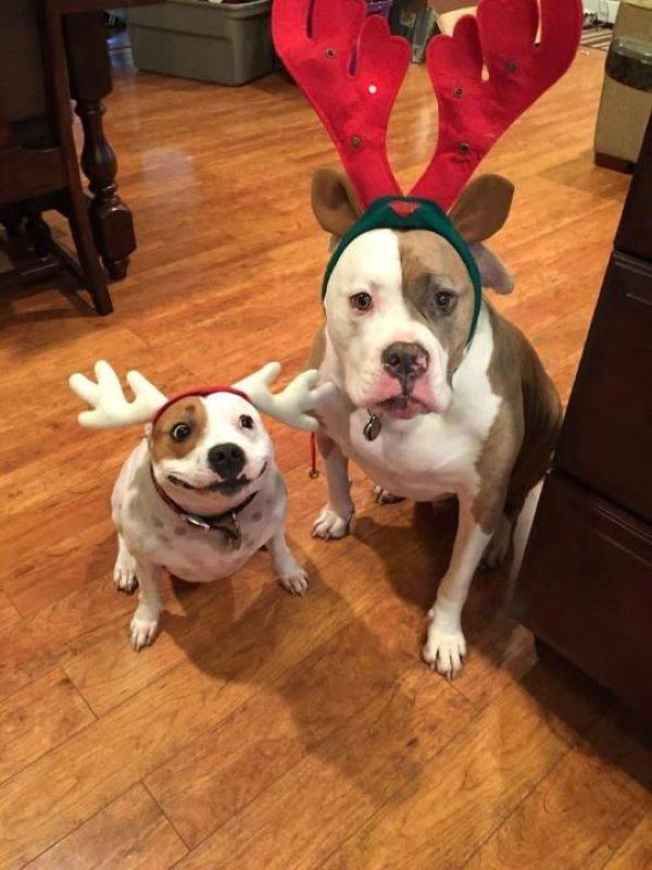 Cute Animal Pictures on Twitter