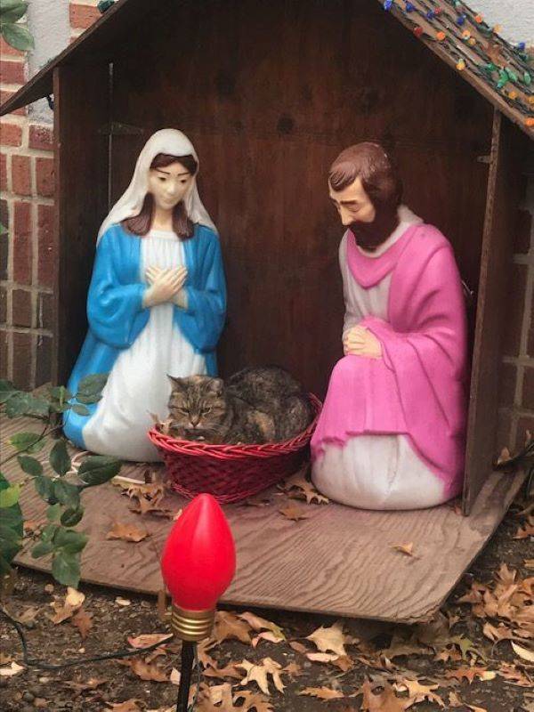 Grumpy Cat Crashes A Local Nativity Scene
