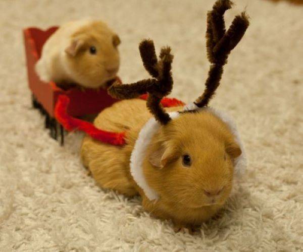 Guinea pigs getting ready for Christmas!