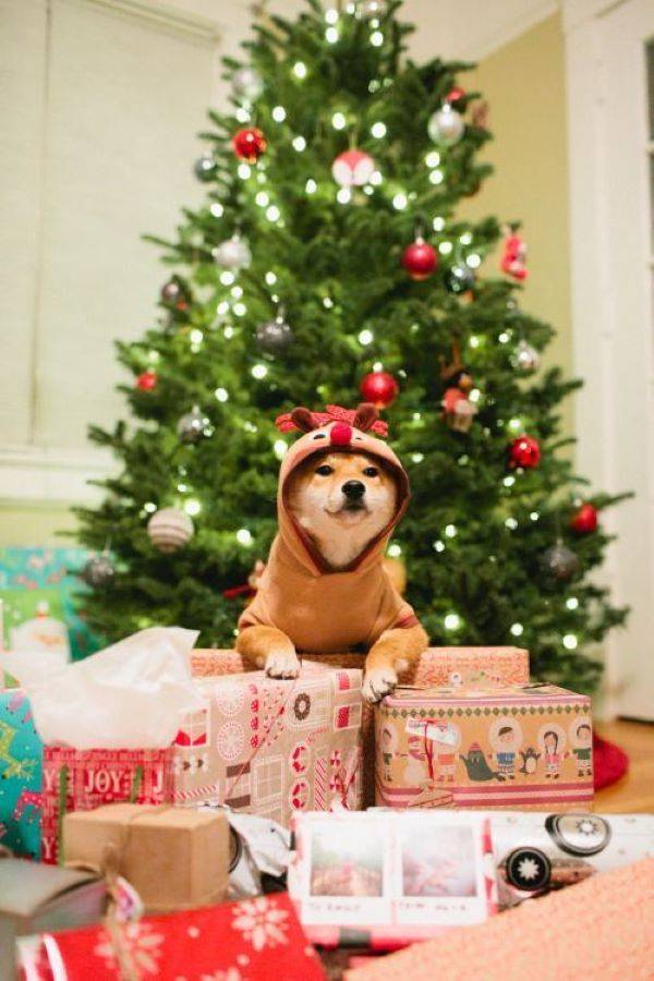 Holiday Gift Guide_ Best Dog Accessories For 2020 - DogTime