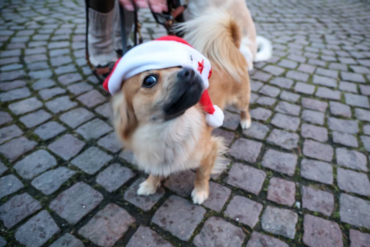 Christmas market for dogs planned in Leipzig