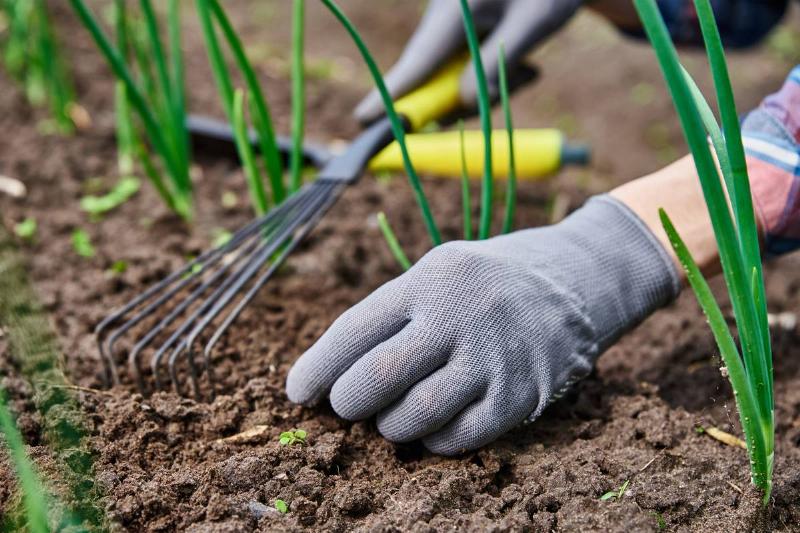 gardener-hands-weeding-onion-in-garden-2022-12-16-12-44-55-utc