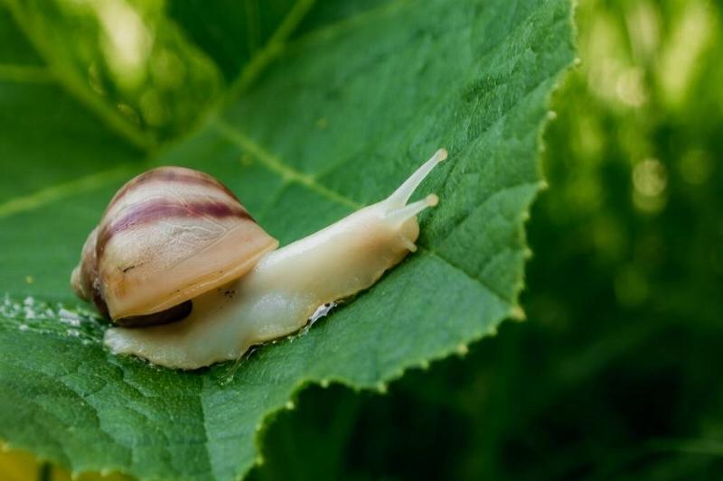little-snail-creeping-on-leaves-2022-11-16-21-51-03-utc