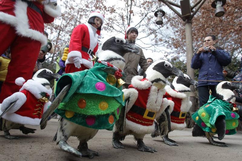 Penguins Dress As Santa Claus At Everland