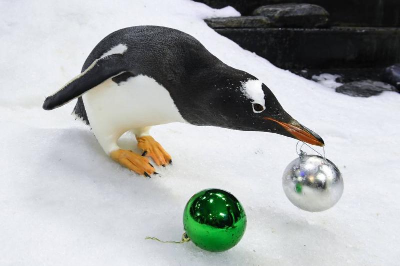 Penguins Play With Christmas Baubles At Sea Life Sydney Aquarium