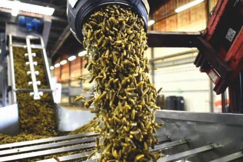 pickles pickles being poured out of a machine