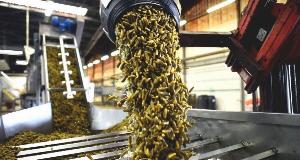 Processed Foods Can Destroy Your Health; Here’s Why