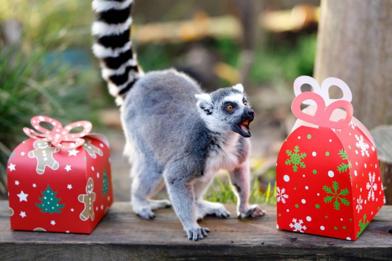 The Countess Of Wessex Visits ZSL London Zoo