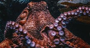 Hidden From Scientists’ Prying Eyes, An Octopus Finally Reveals What It Was Guarding