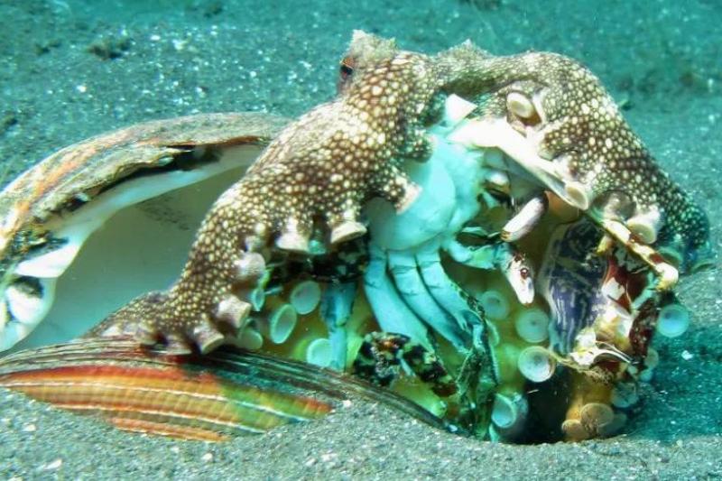 veined-octopus-eating.jpeg veined-octopus-eating.jpeg