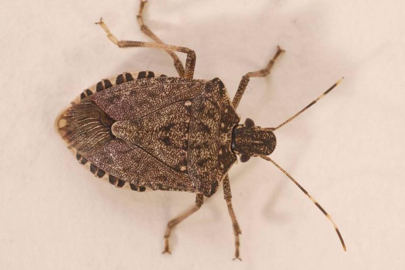 10/7/05 photo Ryan McFadden Stink bug Stinkbug in studio
