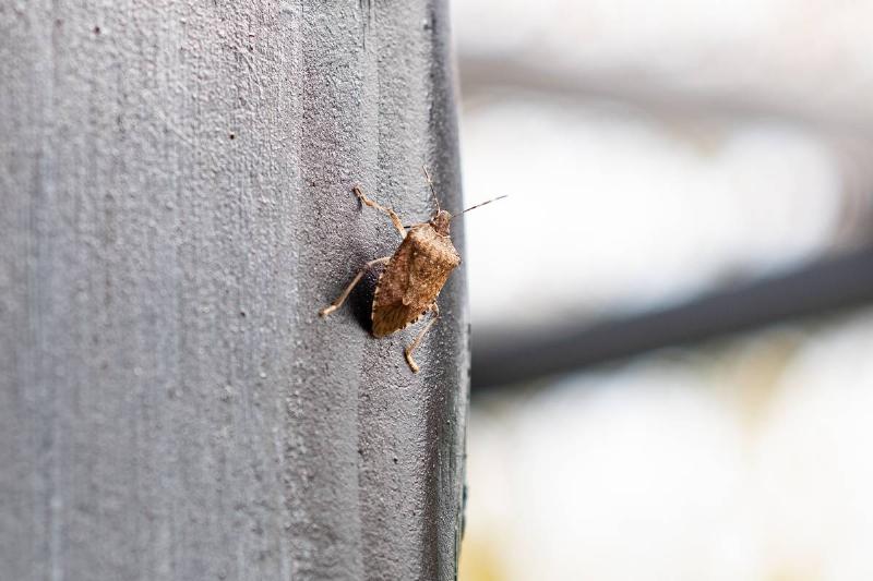 Stink Bug In Germany