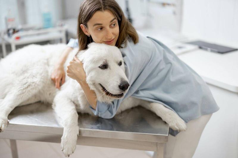 Woman cuddling large white dog on veterinarian table