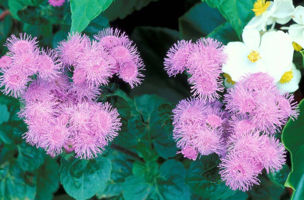 ageratum pink flower plant