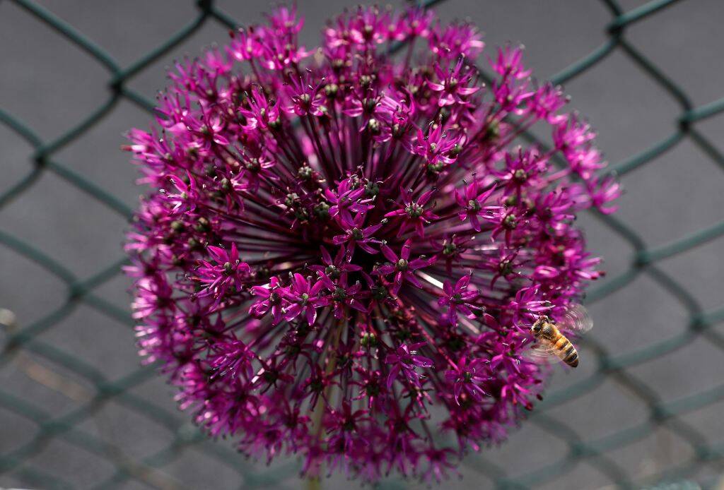 A bee takes pollen from the head of an purple Allium flower