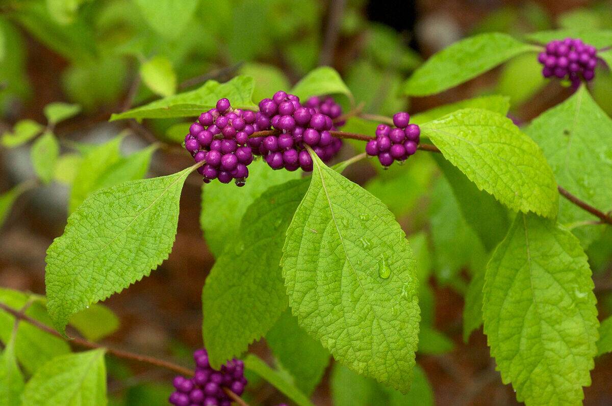 american beautyberry growing outside