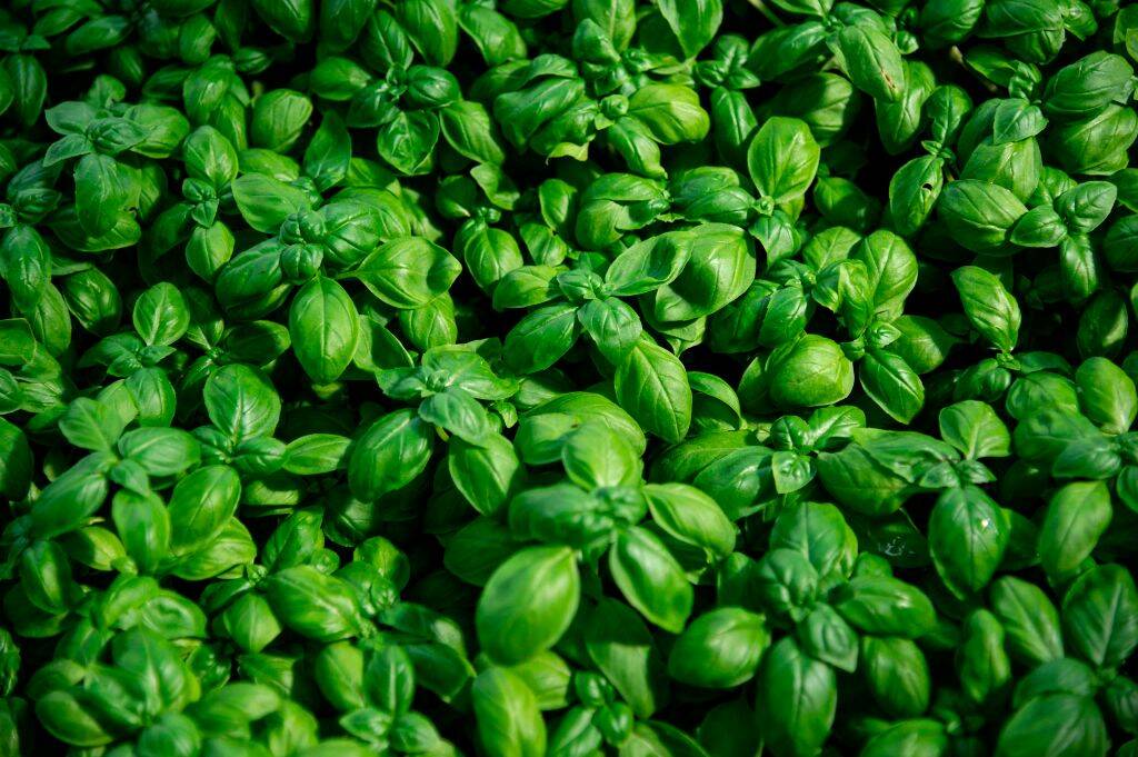 basil plants in a greenhouse