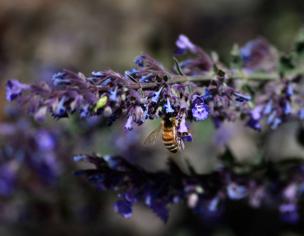 A honey bee visits a blooming catmint plant