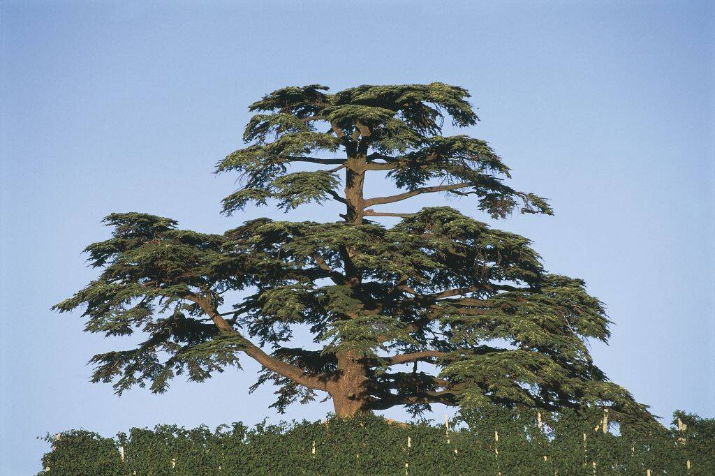 cedar tree growing outside