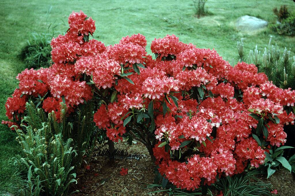 red chrysanthemums growing outside