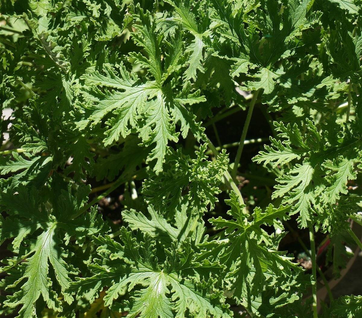 citronella leaves growing outside