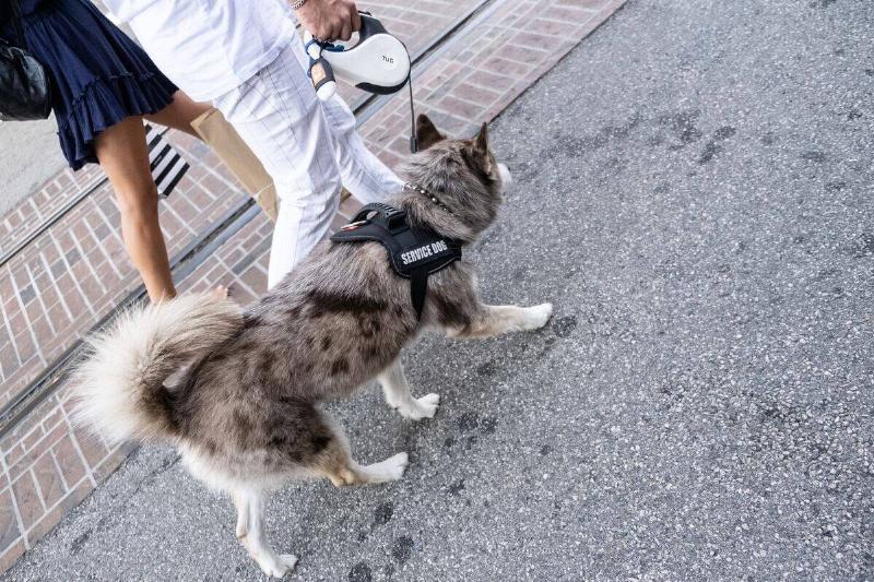 couple walking with service dog