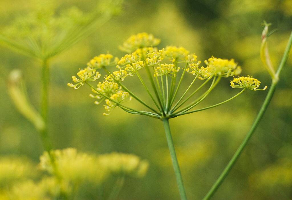 fennel yellow plant