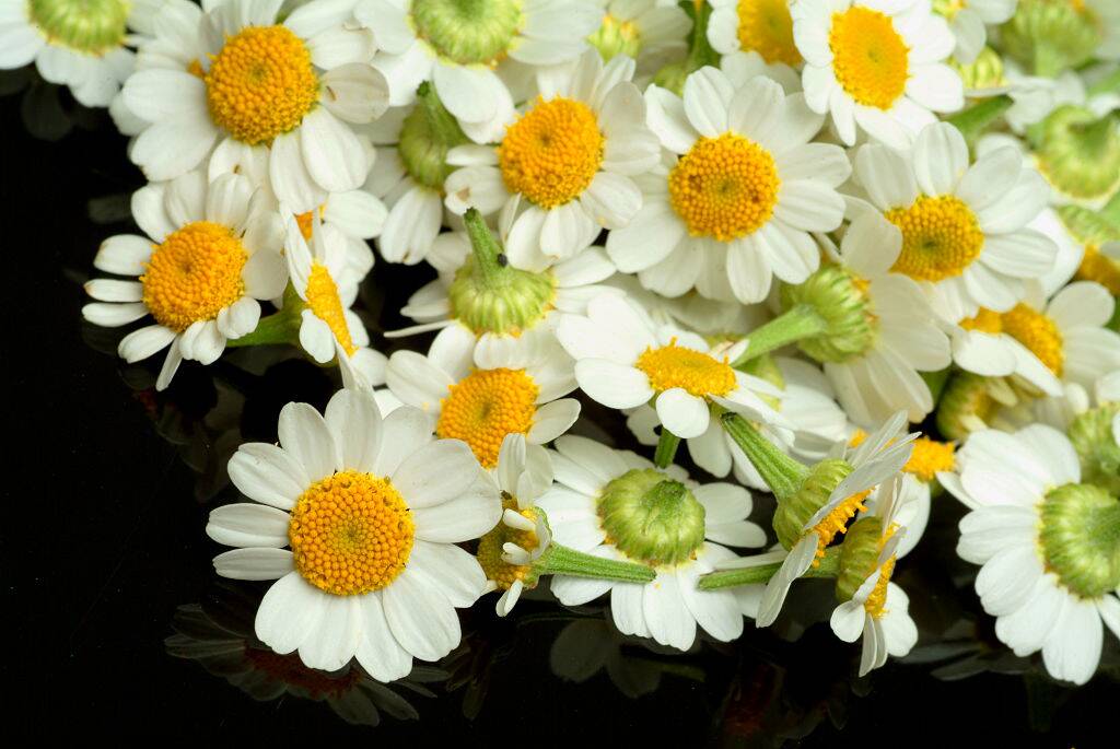 feverfew yellow and white flowers