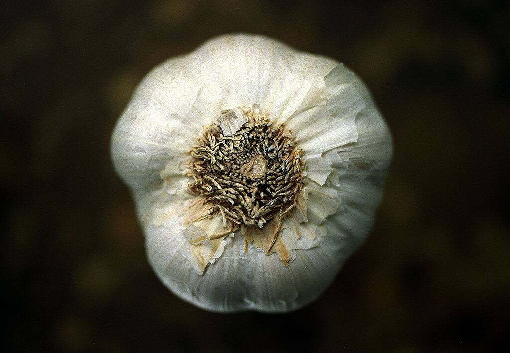 garlic bulb with dark background