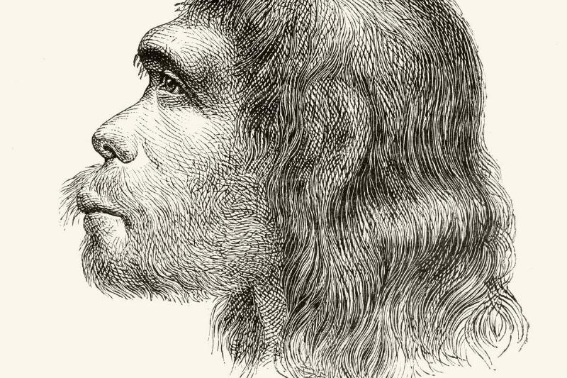 Head Of A Neanderthal Man