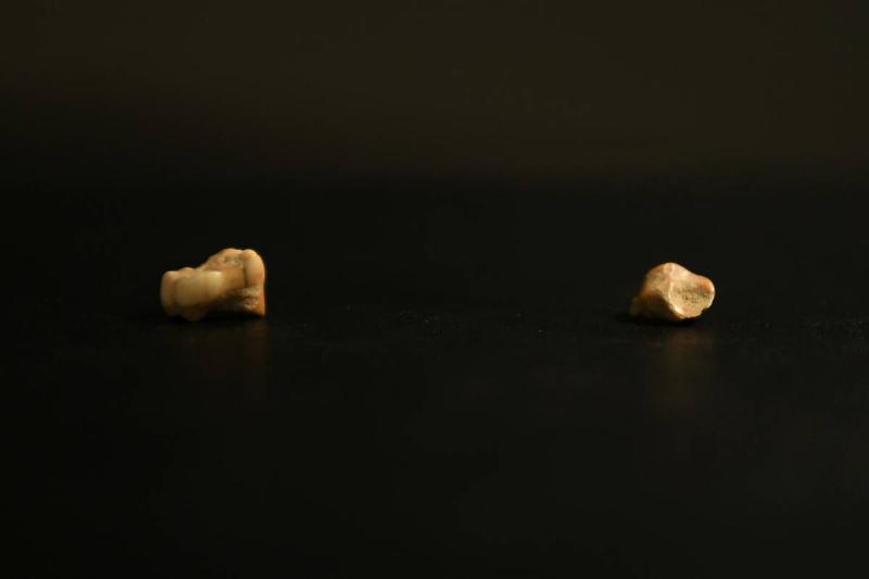 A picture shows a Homo sapiens and a Neanderthal tooth on February 11, 2022, in Saint-Laurent-sur-Save, southwestern France.