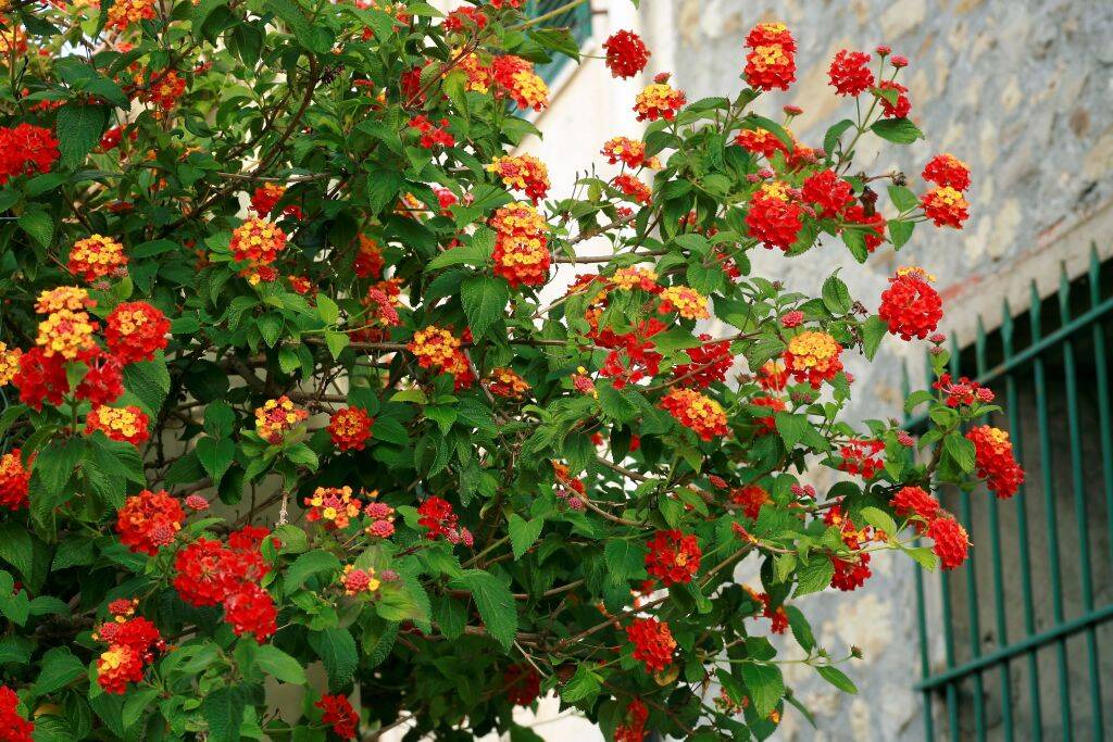 lantana camara plant outside