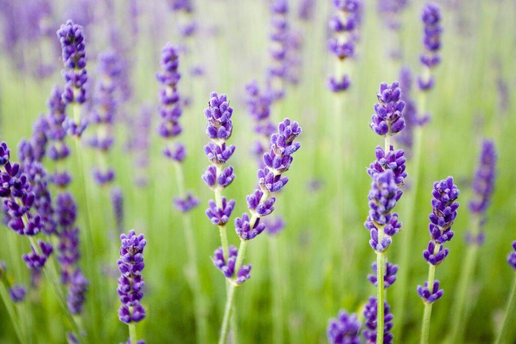 lavender growing in a field