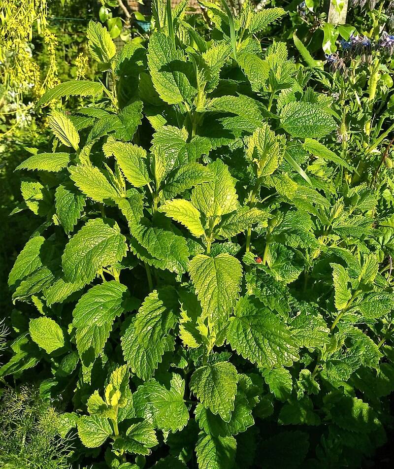 lemon balm growing outside