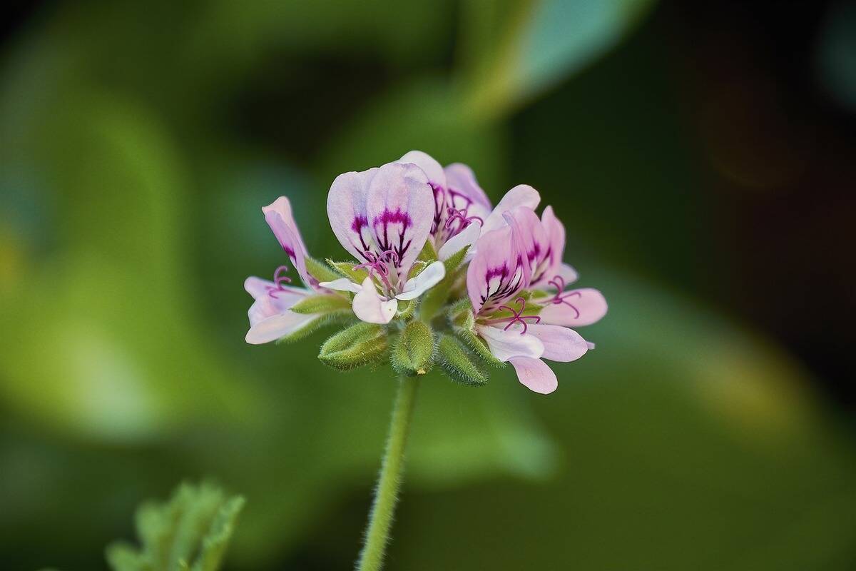 lemon geranium pink and purple flower